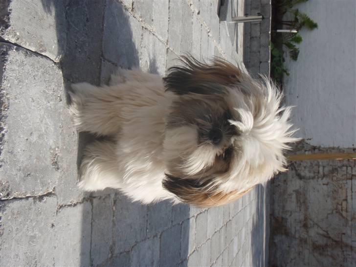 Shih tzu Alma billede 9