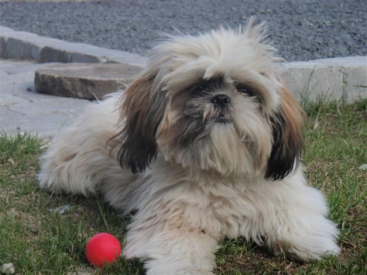 Shih tzu Alma billede 10