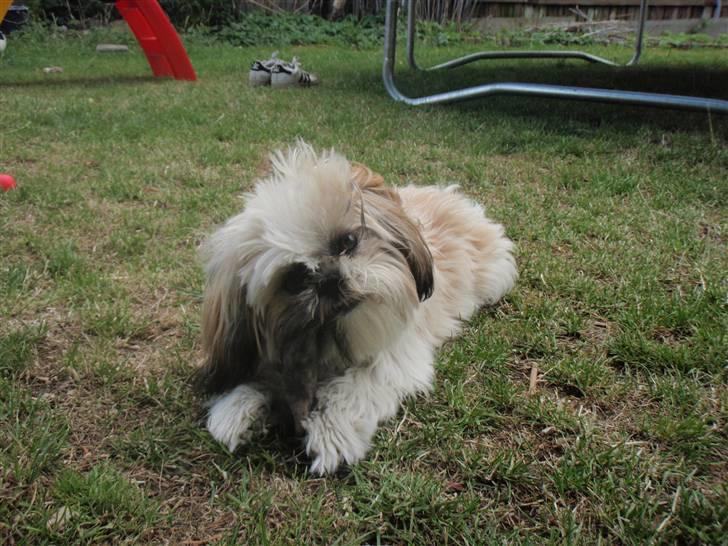 Shih tzu Alma billede 11