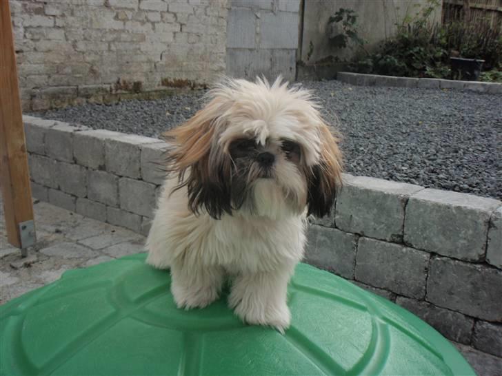 Shih tzu Alma billede 14