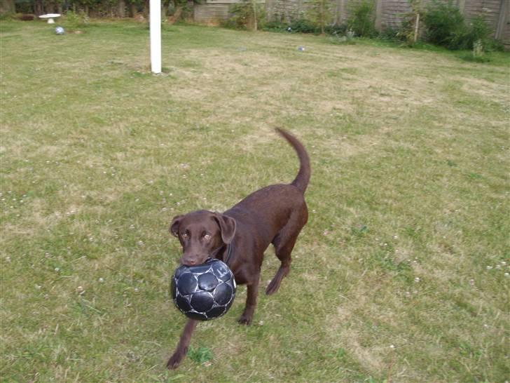 Labrador retriever brownie billede 9