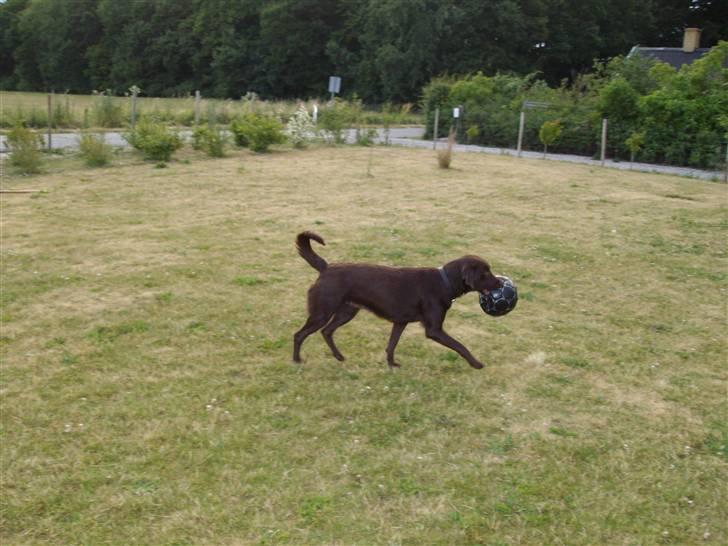 Labrador retriever brownie billede 10