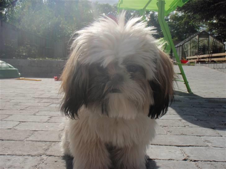 Shih tzu Alma billede 15