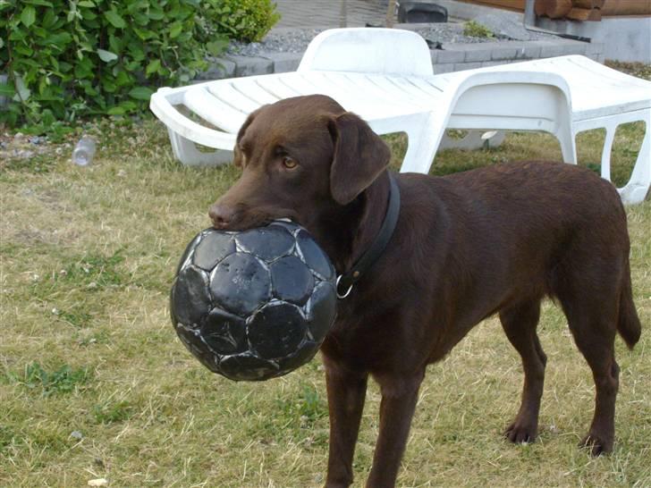 Labrador retriever brownie billede 11