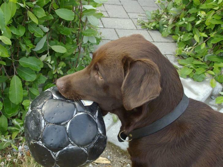 Labrador retriever brownie billede 12