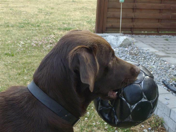 Labrador retriever brownie billede 13