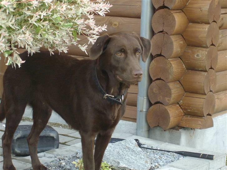 Labrador retriever brownie billede 14