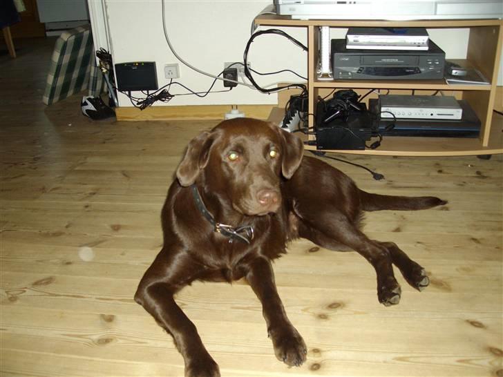 Labrador retriever brownie billede 15