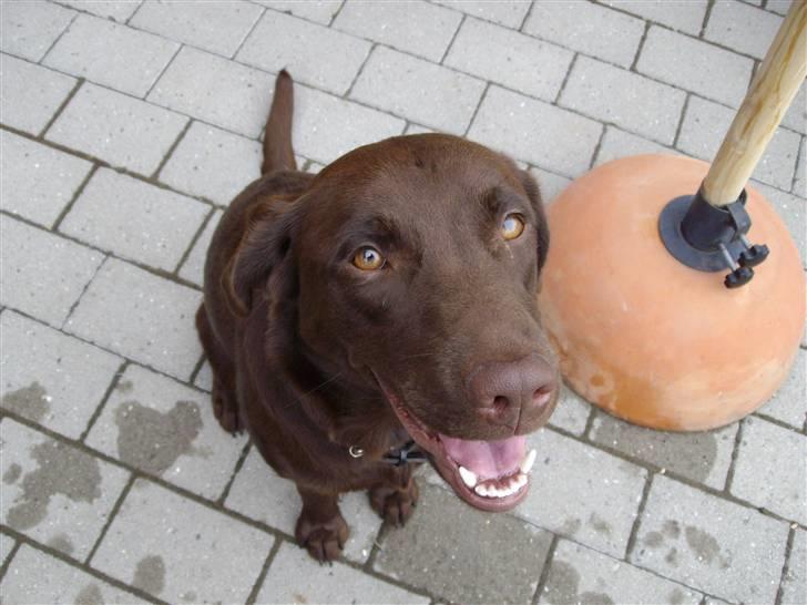 Labrador retriever brownie billede 16