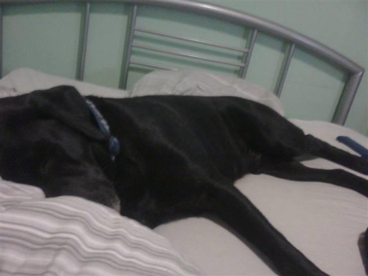 Labrador retriever blackie R.I.P min elsked  billede 8