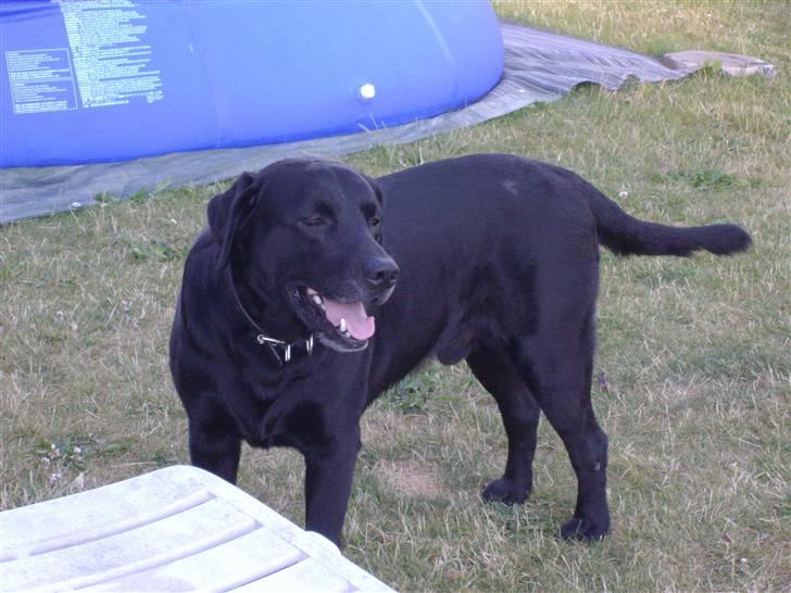 Labrador retriever blackie R.I.P min elsked  billede 9