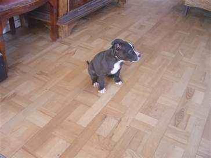 Amerikansk staffordshire terrier mille R.I.P billede 17