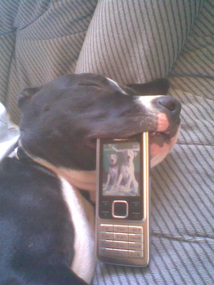 Amerikansk staffordshire terrier mille R.I.P billede 18