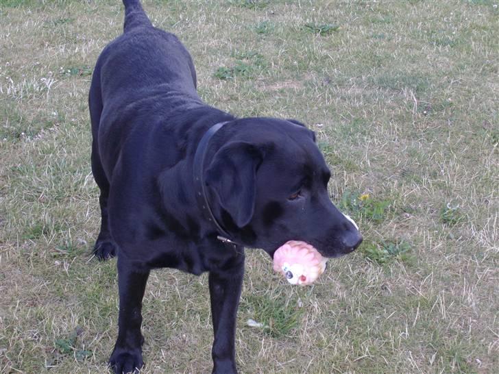 Labrador retriever blackie R.I.P min elsked  billede 10