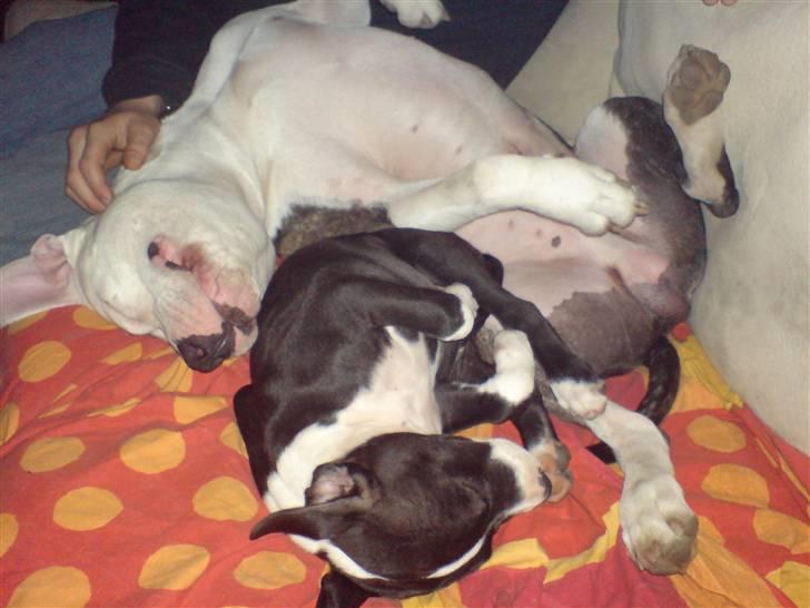 Amerikansk staffordshire terrier mille R.I.P billede 19