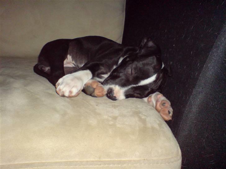 Amerikansk staffordshire terrier mille R.I.P billede 20