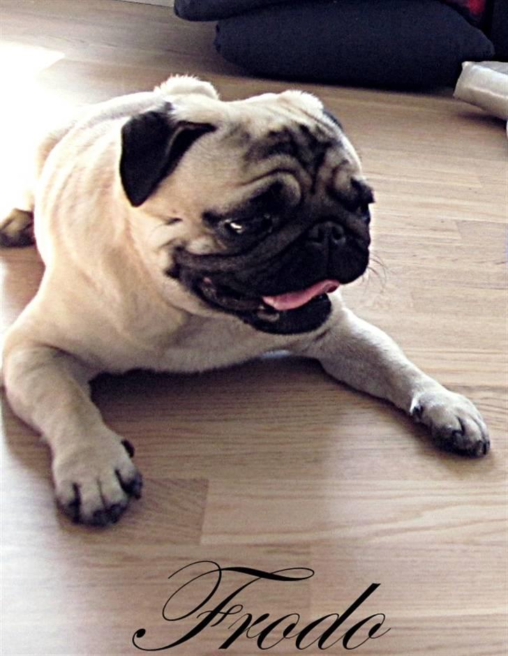 Mops Frodo!(: - Frodo billede 1