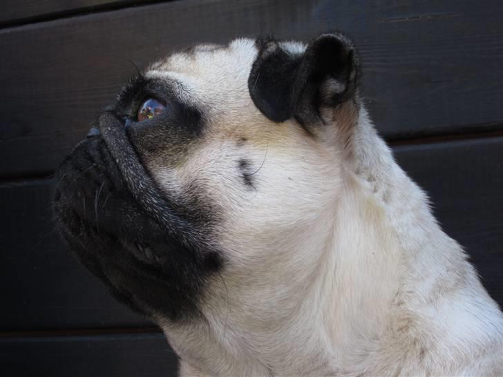 Mops Frodo!(: - Frode(: billede 2