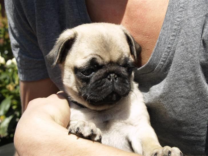 Mops Frodo!(: - Da min nye familie var på besøg første gang hos mig i Esbjerg. billede 3