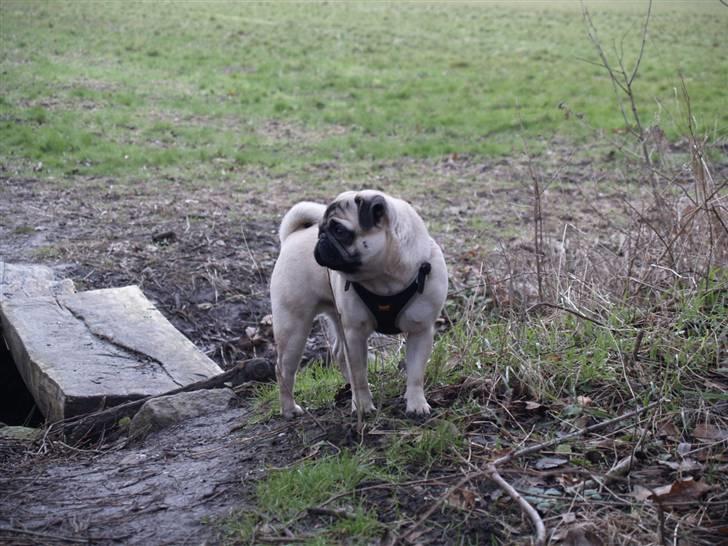 Mops Frodo!(: - Dejligt med lidt skygge. billede 4