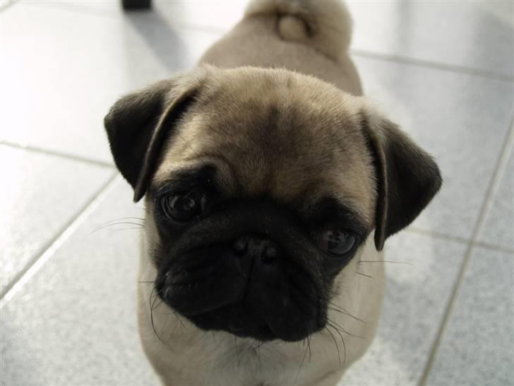 Mops Frodo!(: - kuk kuk :} billede 5