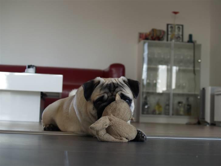 Mops Frodo!(: billede 6