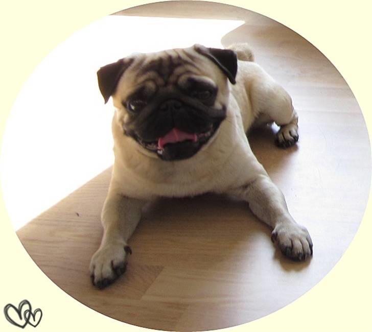 Mops Frodo!(: billede 7