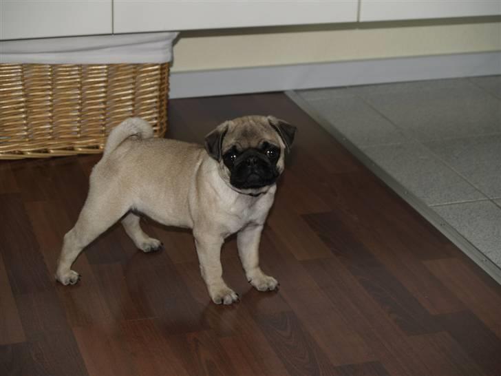 Mops Frodo!(: - Klar til bamse fight. billede 8