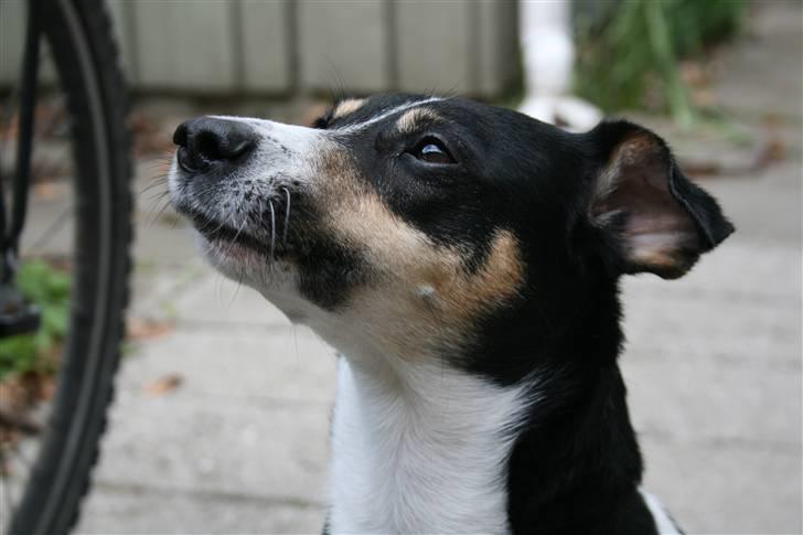Dansk svensk gaardhund Gismo billede 2