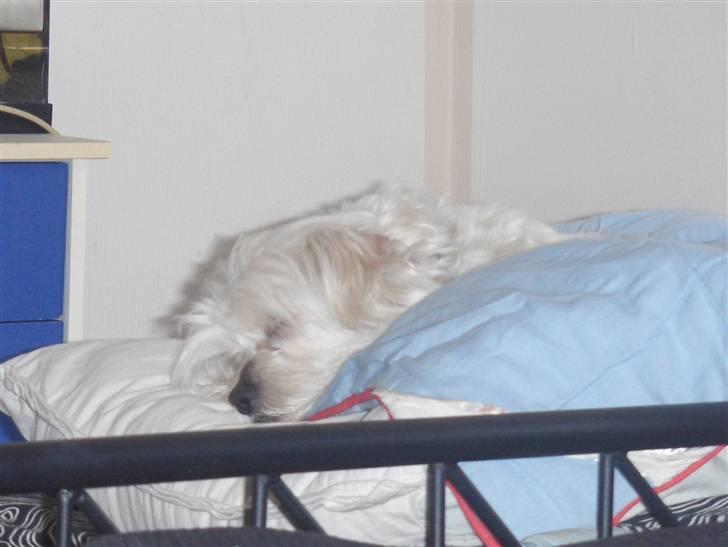 Coton de tulear Bambi :) - Han kan godt lig & fylde. :D billede 2