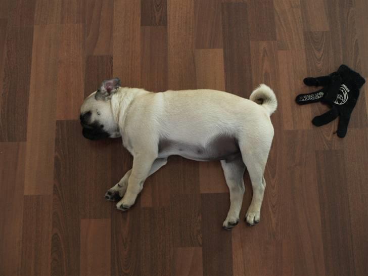 Mops Frodo!(: - Snooooork ! zzzzzz billede 9