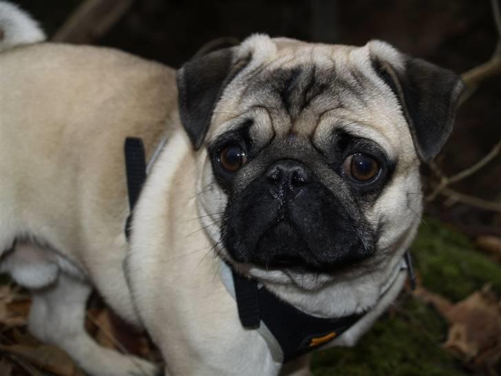 Mops Frodo!(: billede 10