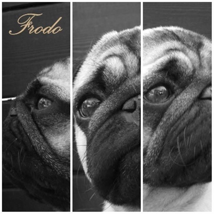 Mops Frodo!(: billede 11