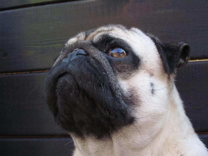 Mops Frodo!(: - Fodo´bassen(: billede 12