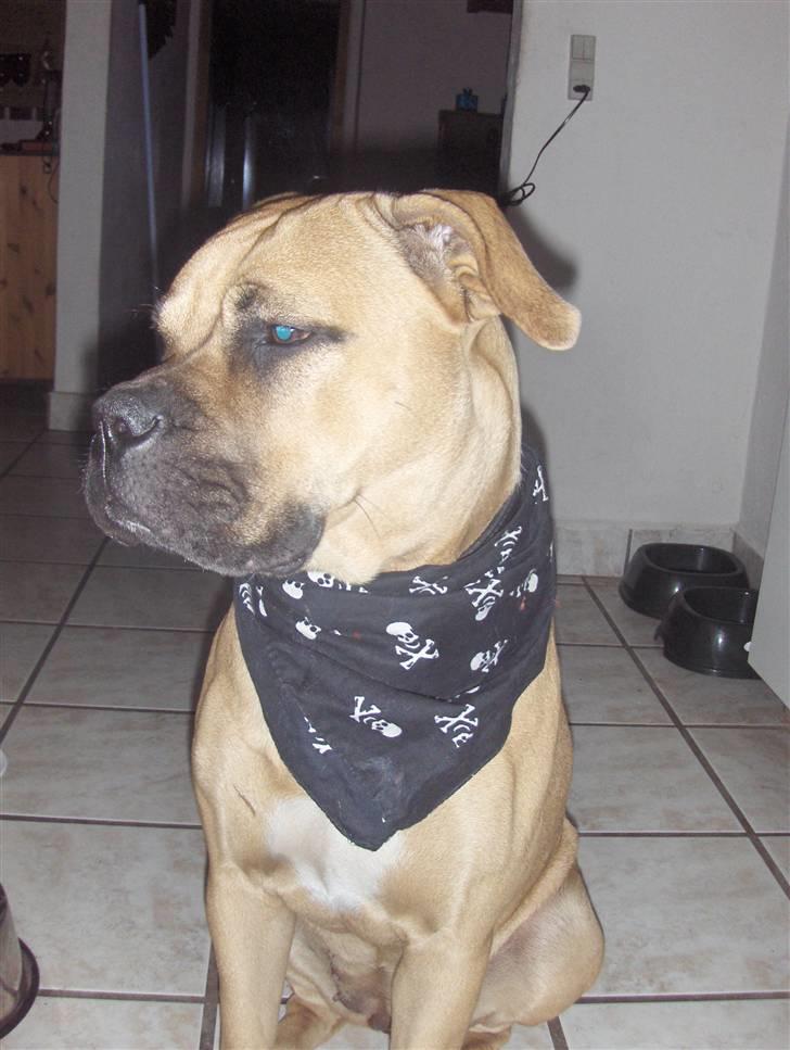 Blanding af racer Bella :) - Gangster hund :) billede 1