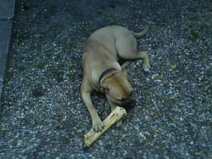 Blanding af racer Bella :) - Tag endelig ikk benet fra hende , så bliver hun ked af det . :) billede 2