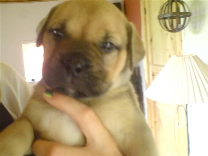 Blanding af racer Bella :) - Før vi fik hende . billede 3