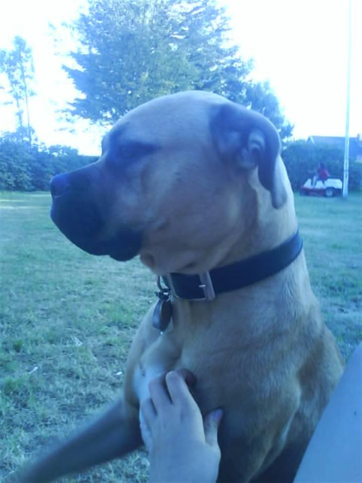 Blanding af racer Bella :) - Hun nyder livet . billede 4