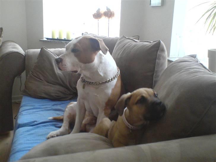 Blanding af racer Bella :) - som hvalp sammen med tjaco billede 5