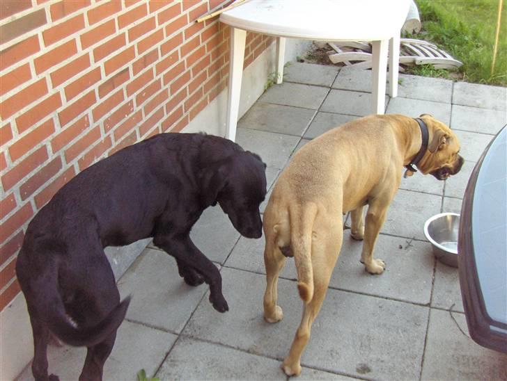 Blanding af racer Netto :) - netto & bella billede 2