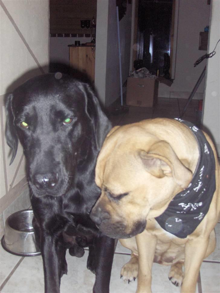 Blanding af racer Netto :) - netto & bella billede 3