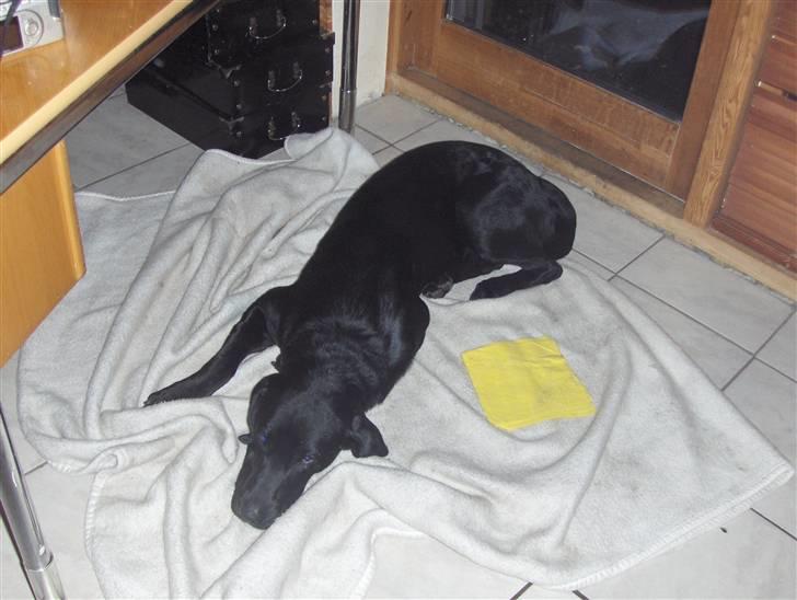 Blanding af racer Netto :) - netto der sover billede 4