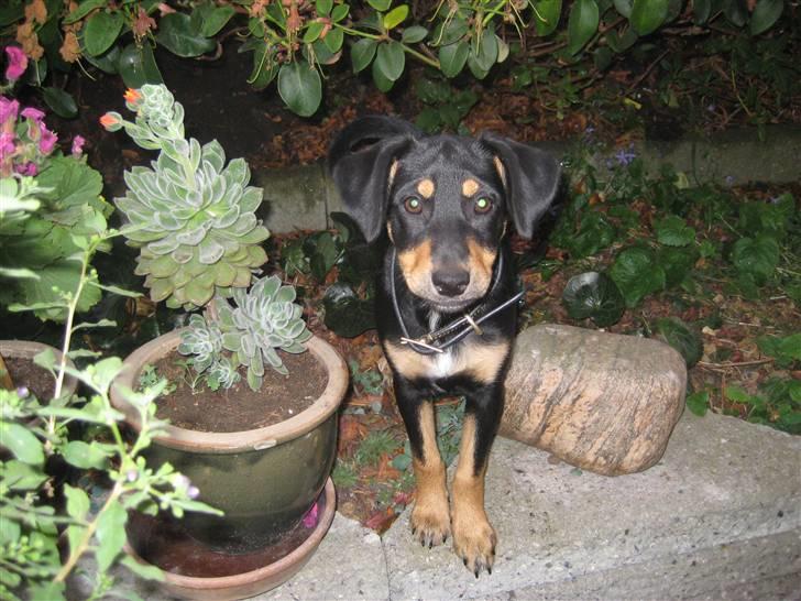 Dansk svensk gaardhund Cille(;_<33 billede 1