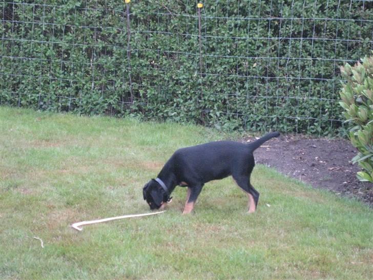 Dansk svensk gaardhund Cille(;_<33 billede 2