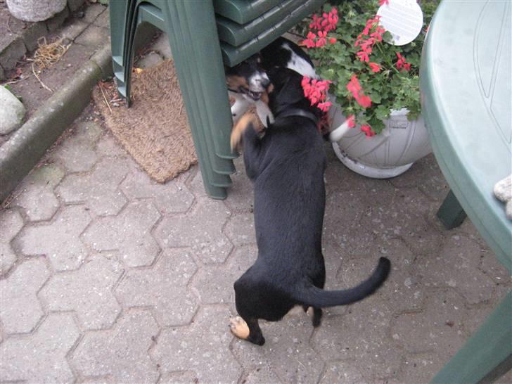 Dansk svensk gaardhund Cille(;_<33 billede 4