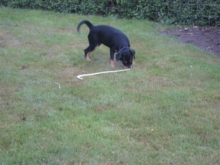 Dansk svensk gaardhund Cille(;_<33 billede 5