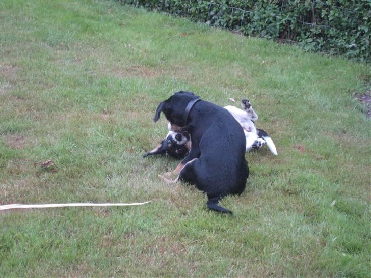 Dansk svensk gaardhund Cille(;_<33 billede 6