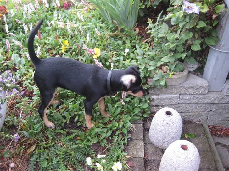 Dansk svensk gaardhund Cille(;_<33 billede 8