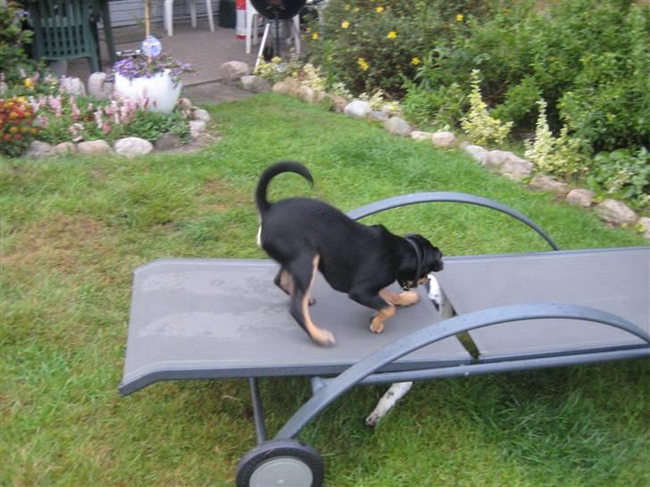 Dansk svensk gaardhund Cille(;_<33 billede 9