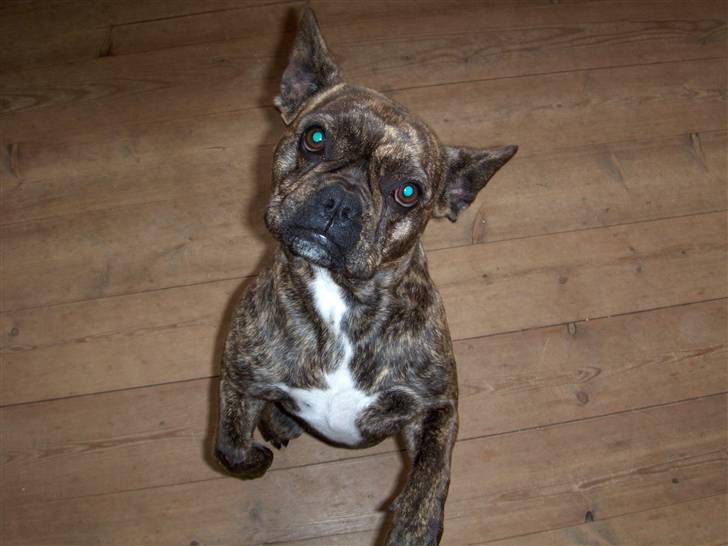 Fransk bulldog Tulle billede 12